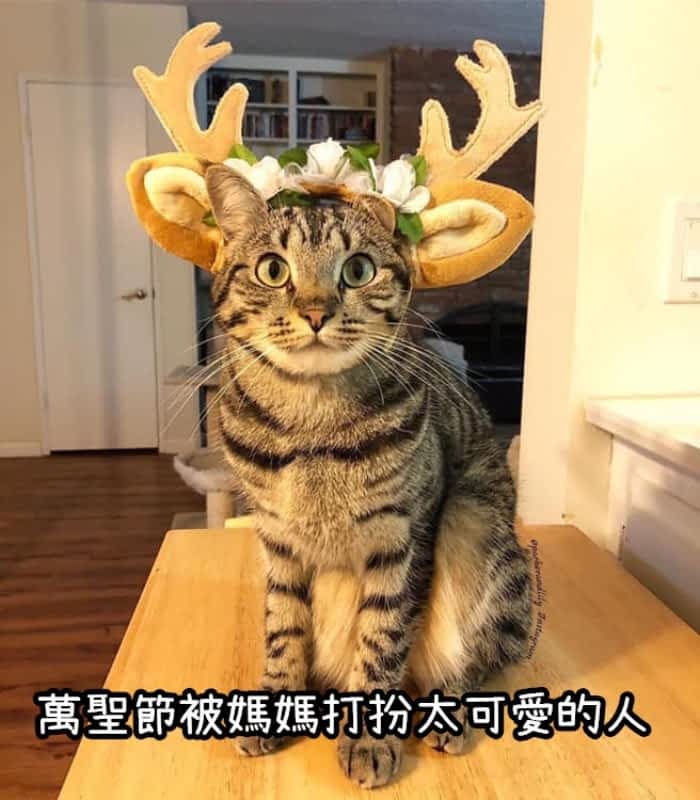 动物版「台湾地味万圣节」！想吃却遇公休的猫、阿嬷养的老虎，网：最後一张有洋葱QQ