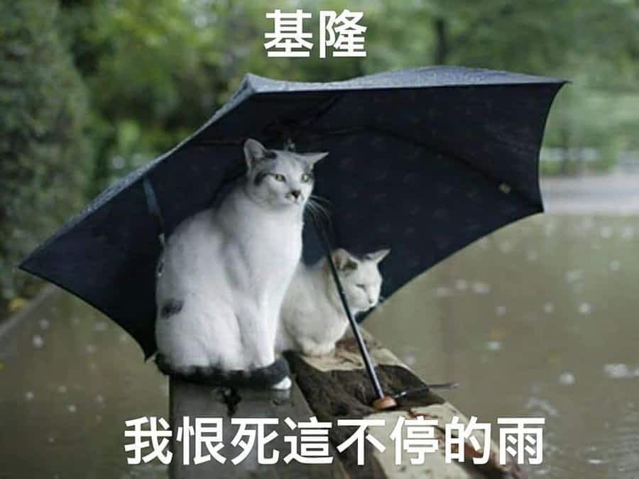 你484想被做成中部粽？「台湾猫咪日常」揭各县市刻板印象，网笑翻：地理课本快收！